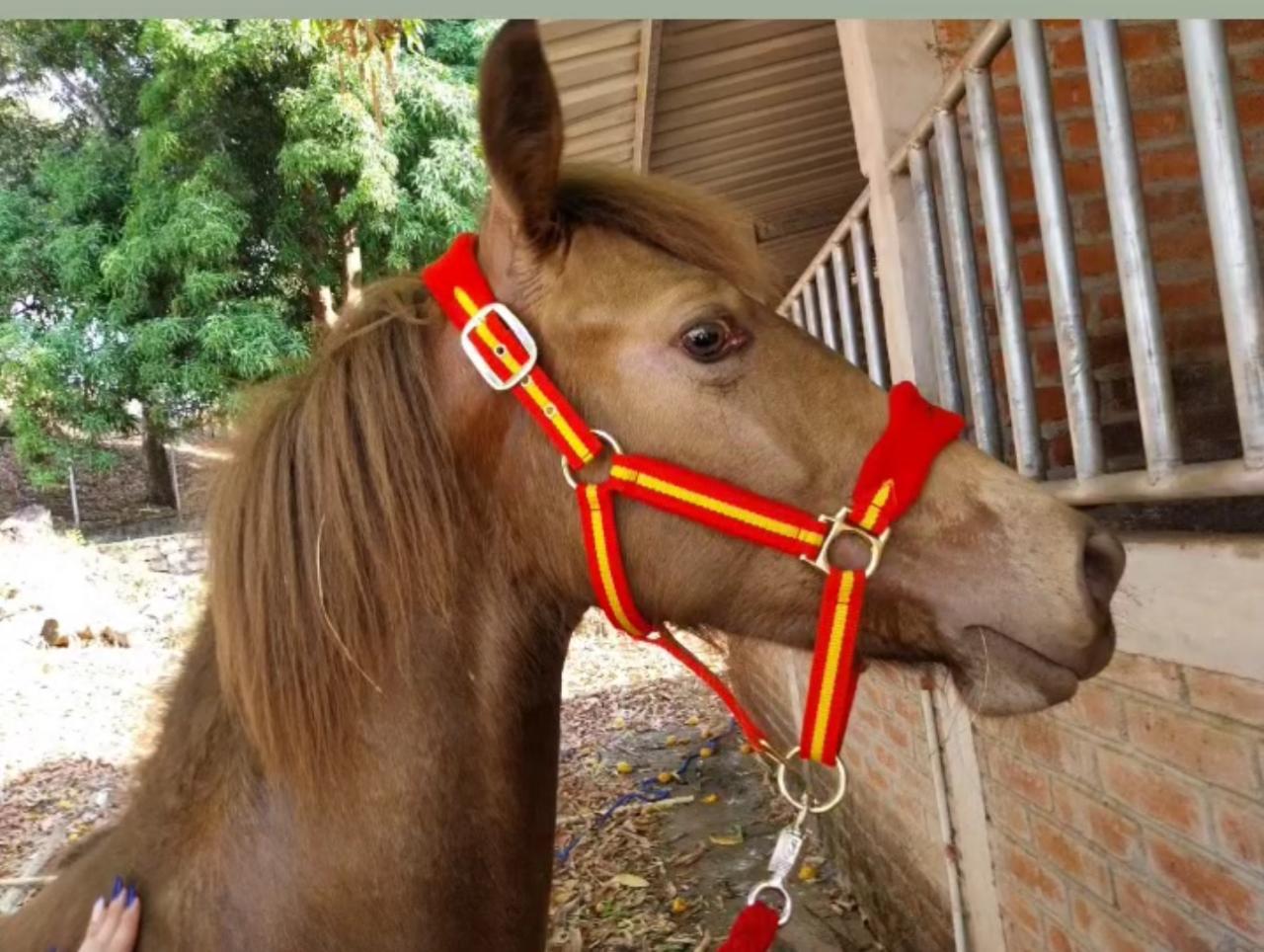 GAMARRON  ZALDI DELUXE