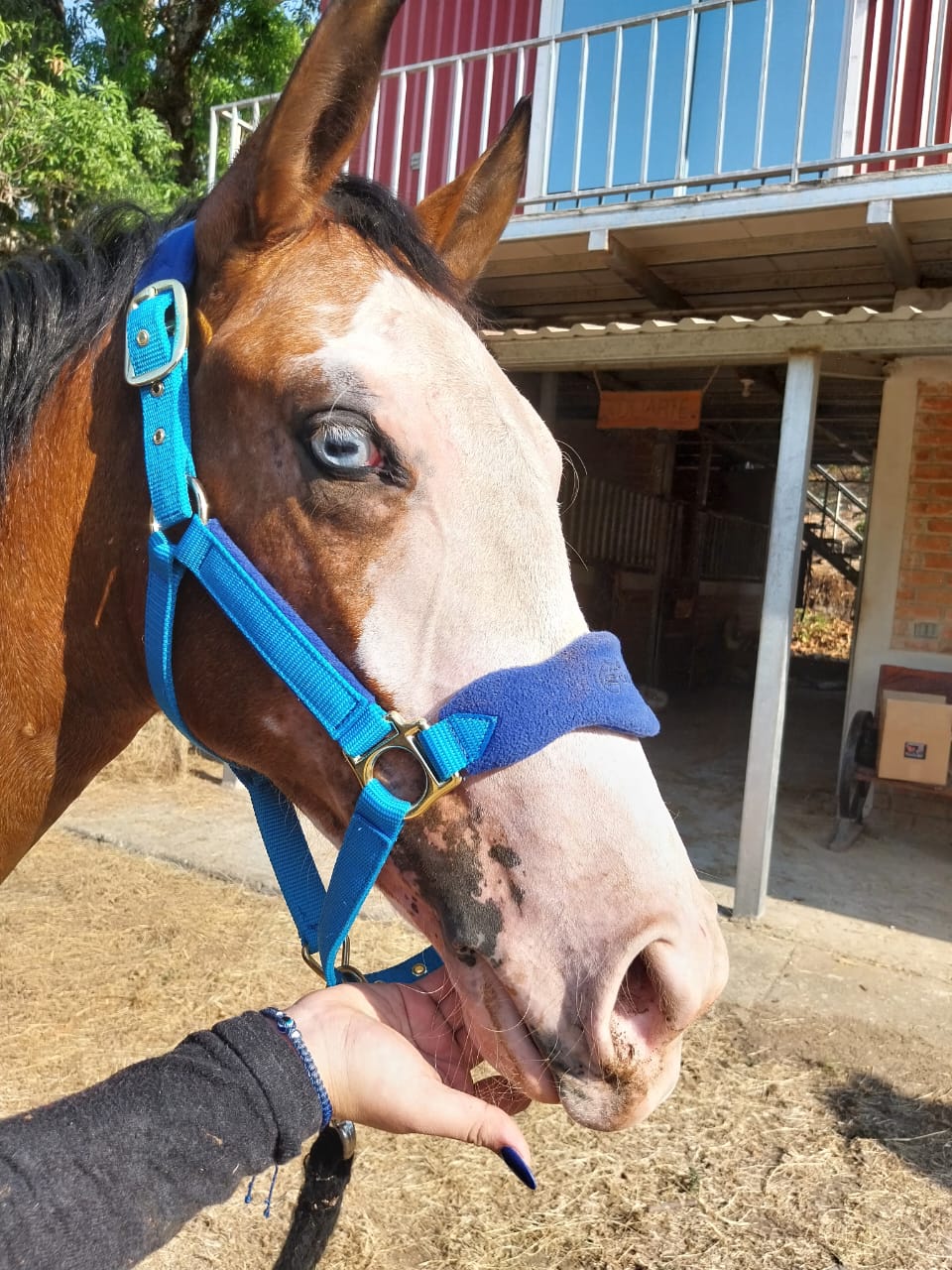 GAMARRON  ZALDI DELUXE