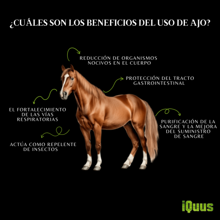 Ajo Granulado deshidratado