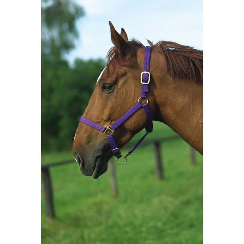 GAMARRON  para caballo de nylon forrada de cuero