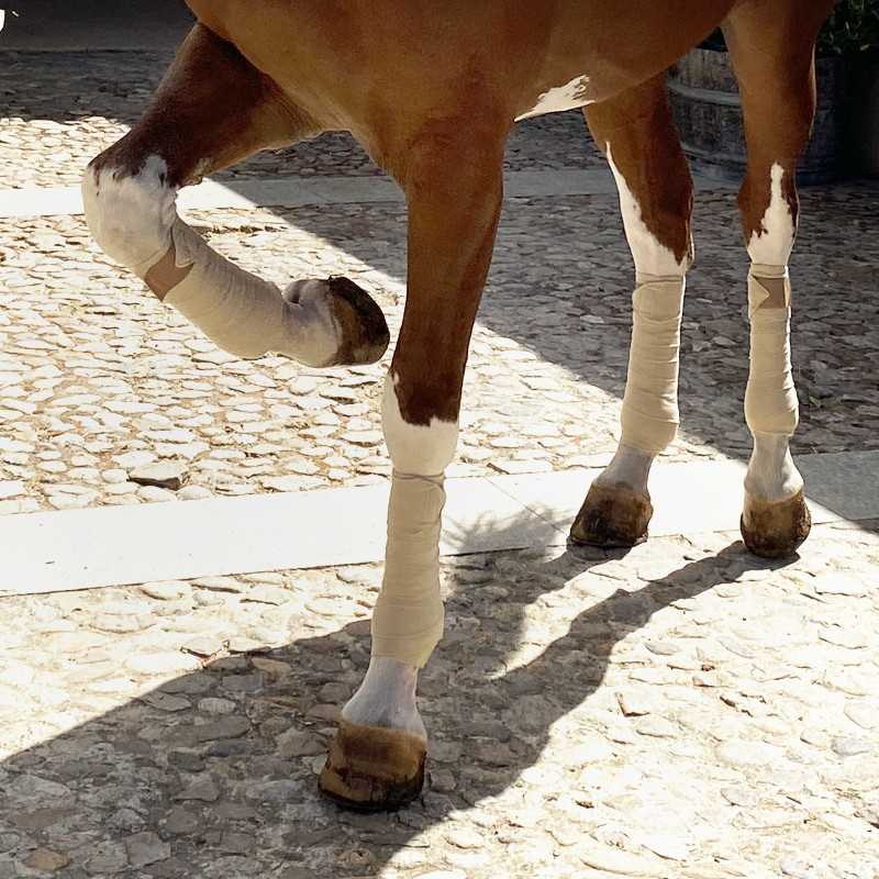 Vendas polares para caballo marca MARJOMAN